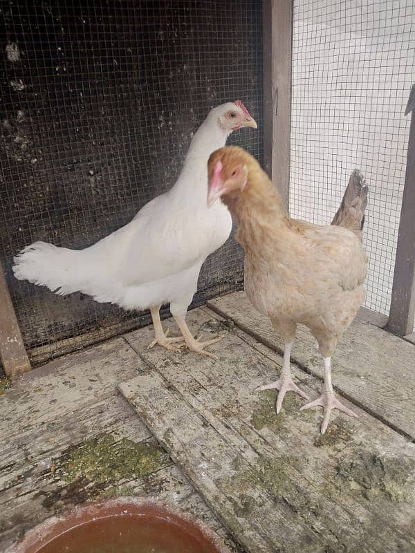 Pure desi hens egg laying for sale 1