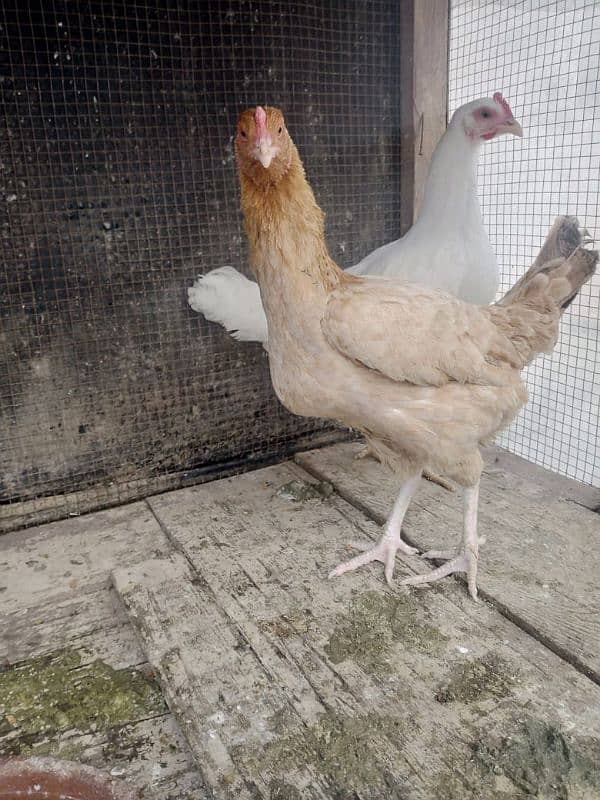 Pure desi hens egg laying for sale 2