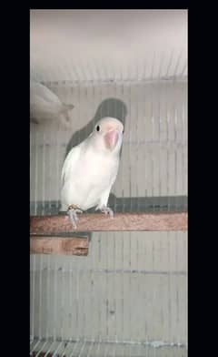 Albino Red Eyes Breeder birds