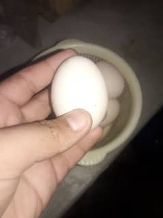 pure desi egg for sale