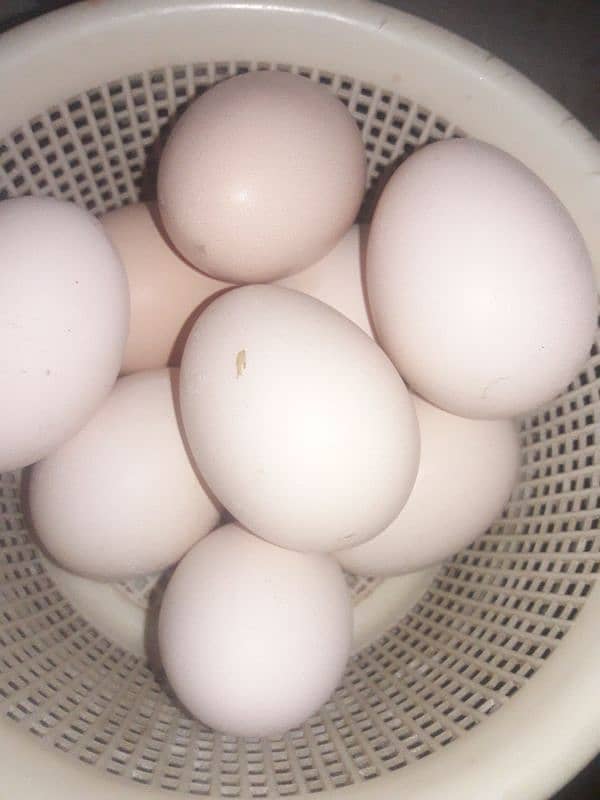 pure desi egg for sale 1