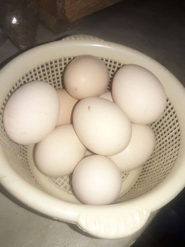 pure desi egg for sale 2