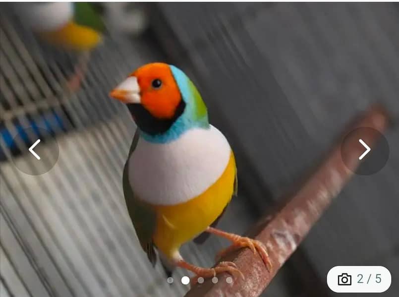 Gouldian finches pair for sale 0