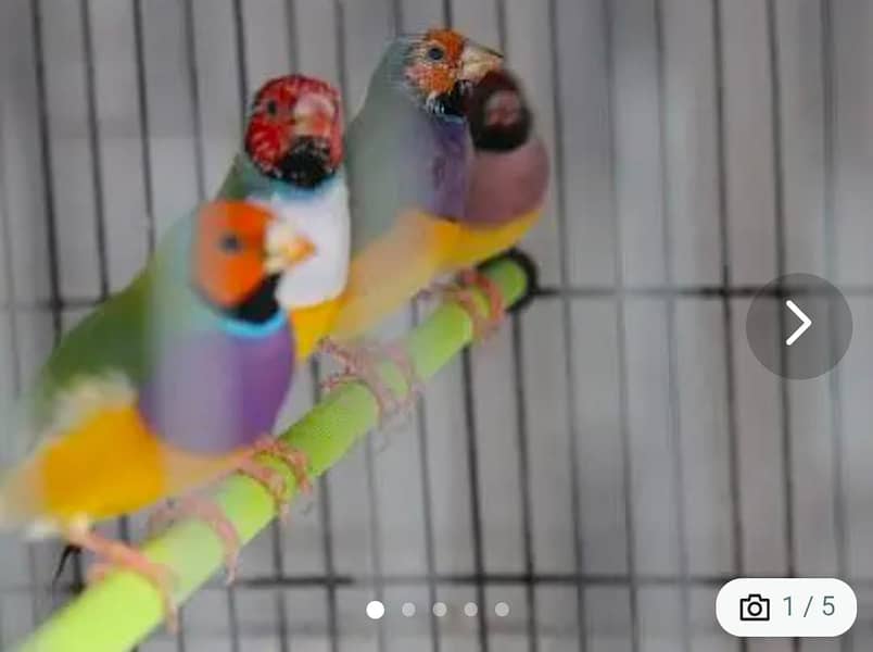 Gouldian finches pair for sale 1