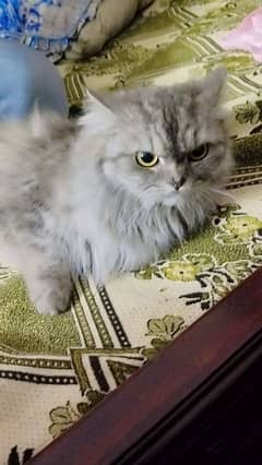 persian cat