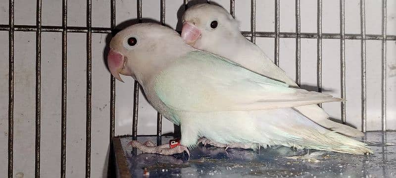 albino blacks eyes breeder pair 1