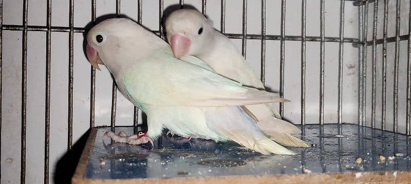 albino blacks eyes breeder pair 4