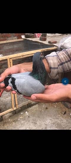 Pigeons for sale