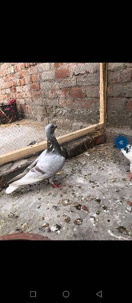 Pigeons for sale 5