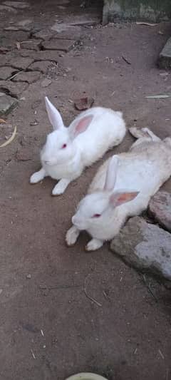 Rabbits