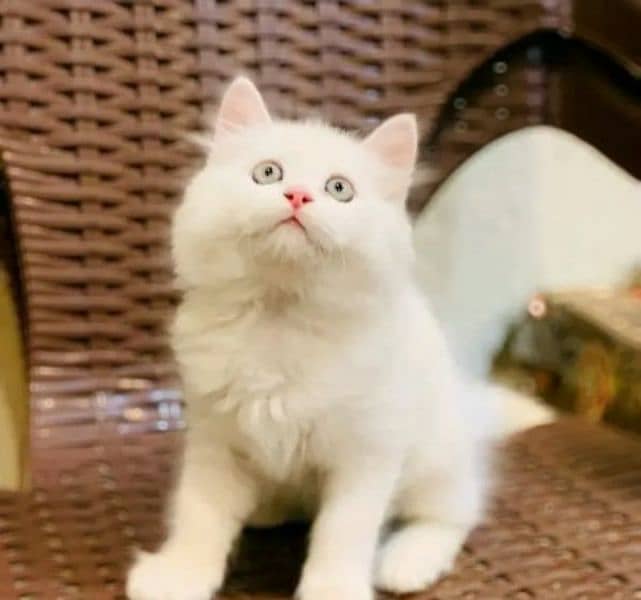 Persian kitten for sale raabta number 03287625932 WhatsApp 1