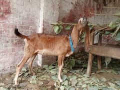 daisy goats for sale