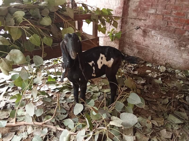 daisy goats for sale 2