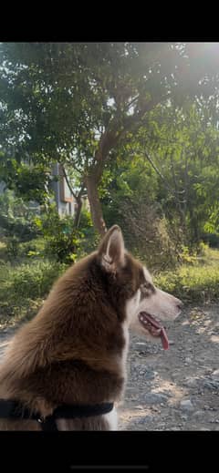 Syberian husky Husky male -dog for sale