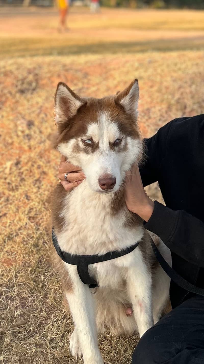 Syberian husky Husky male -dog for sale 2