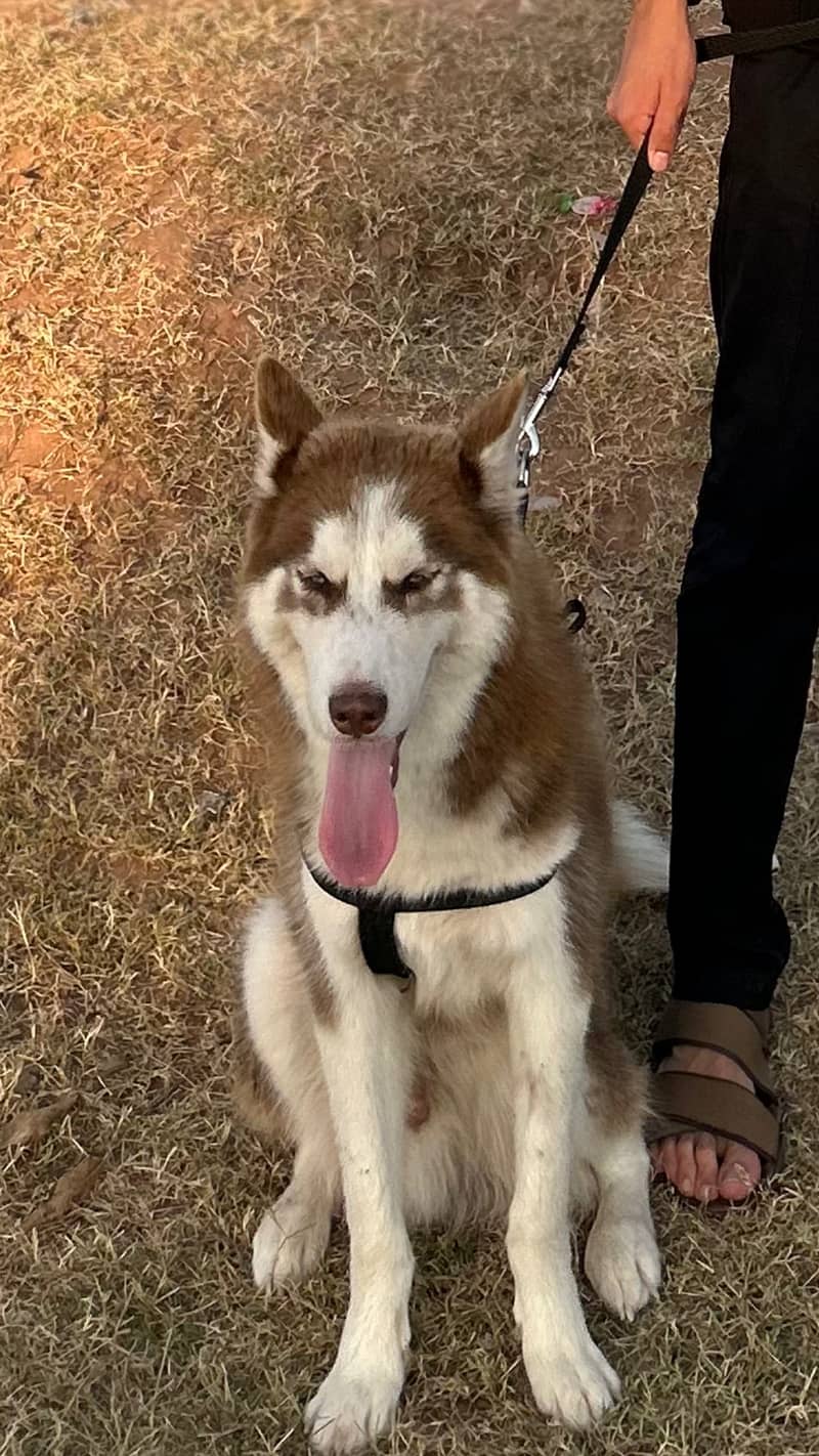 Syberian husky Husky male -dog for sale 3