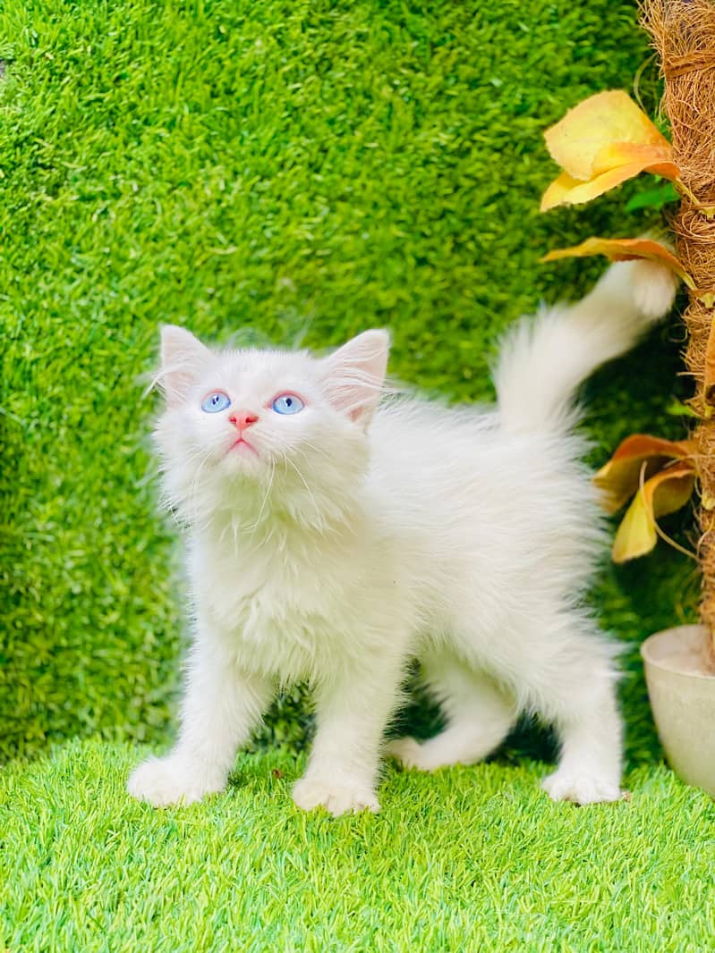 beautifull triple coated blue eyes female kitten 1