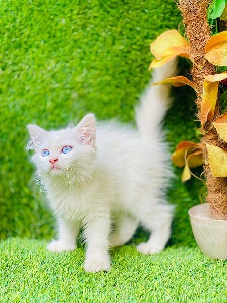 beautifull triple coated blue eyes female kitten 2