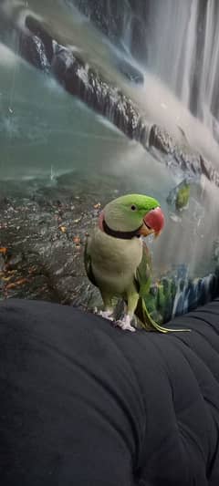 ring neck raw Parrot hand tamed healthy