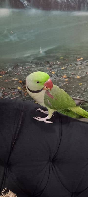 ring neck raw Parrot hand tamed healthy 4