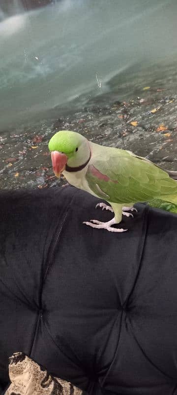 ring neck raw Parrot hand tamed healthy 5