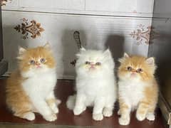 persian kittens available now 03104479848 read discription