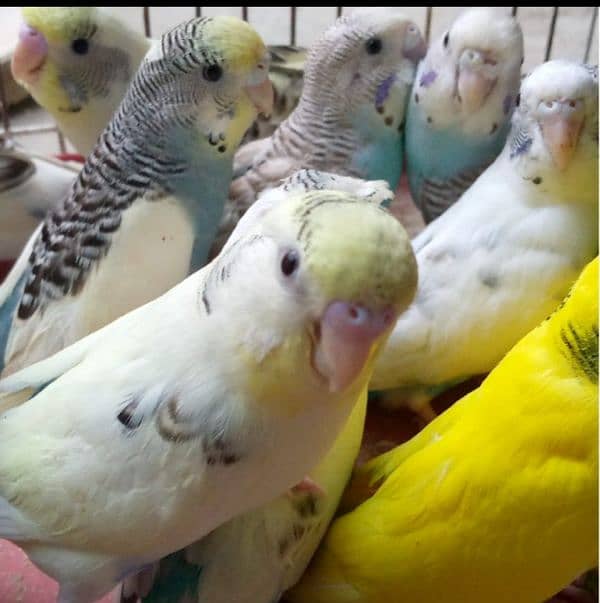 budgie parrot for sale 3