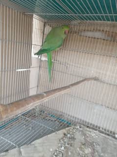 Breeder female  Looking shelter  Nazimabad