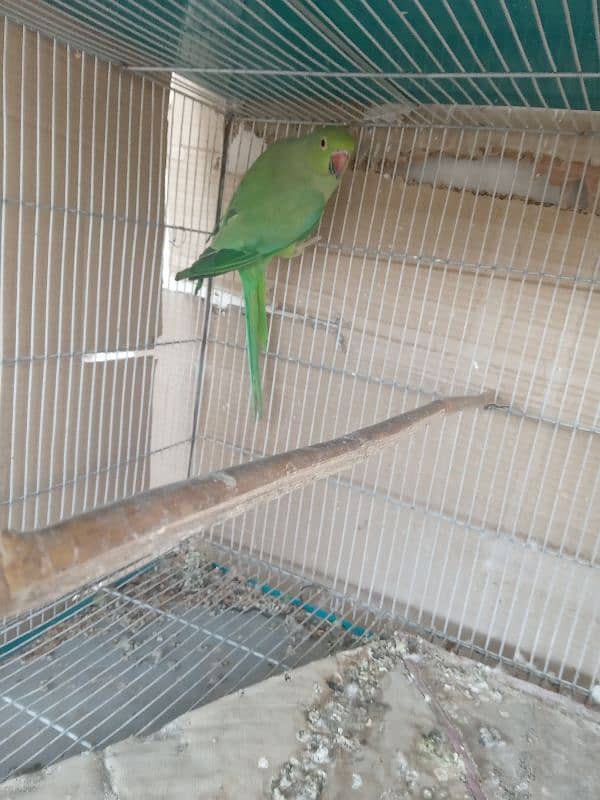 Breeder female  Looking shelter  Nazimabad 0