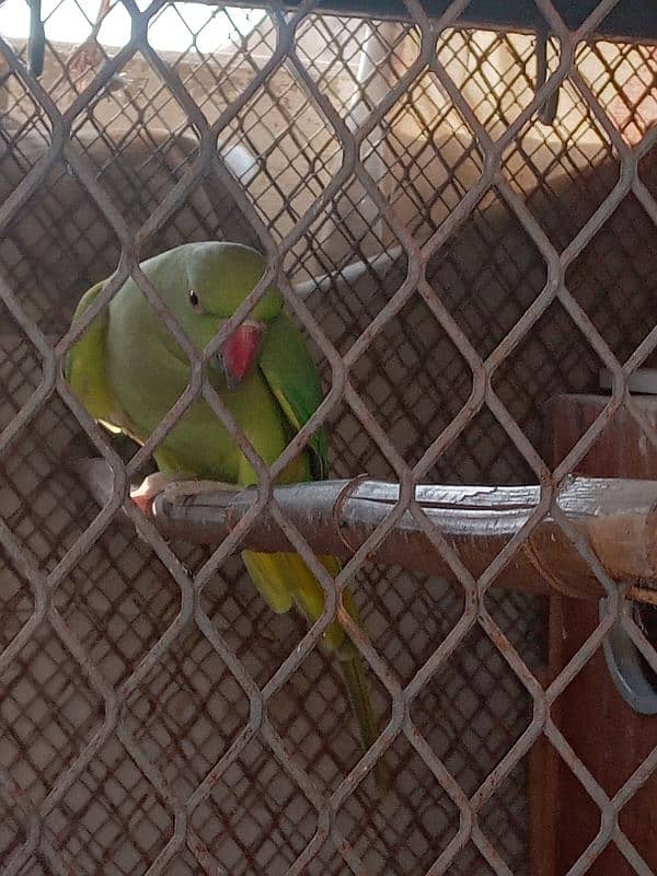 Breeder female  Looking shelter  Nazimabad 1