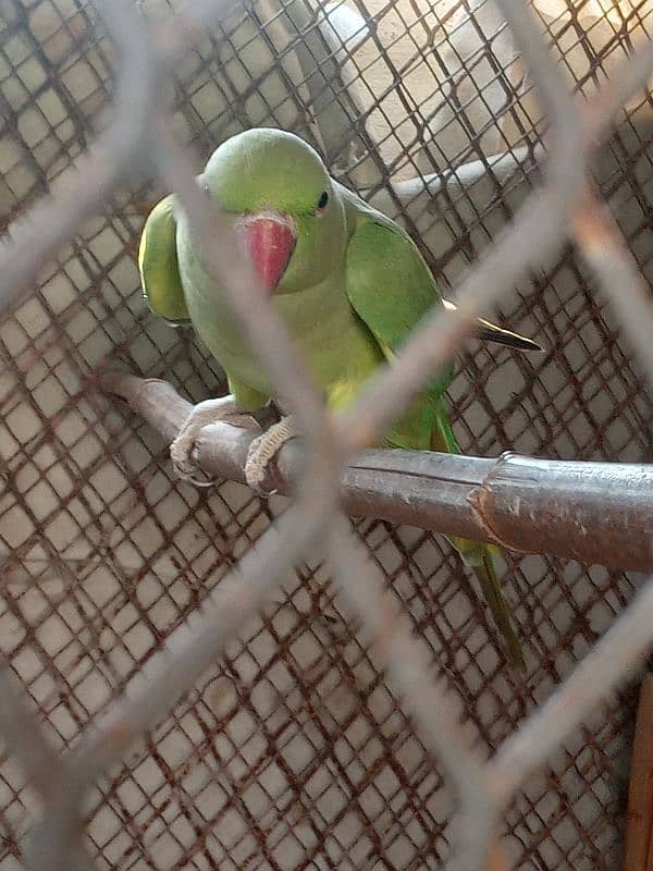 Breeder female  Looking shelter  Nazimabad 2