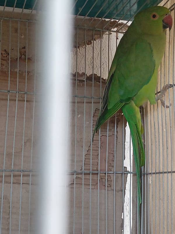 Breeder female  Looking shelter  Nazimabad 3