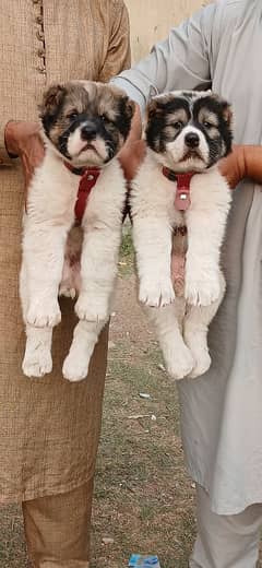 king alabai dabal hadi full havey bone stature pair for sale