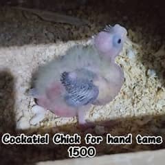 Budgies/Red  Rump/Cocktail chick and breeder Pairs.