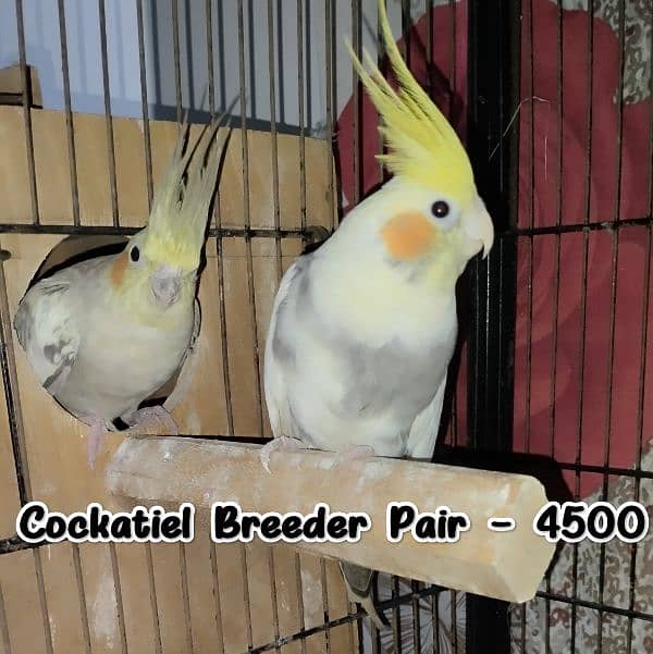 Budgies/Red  Rump/Cocktail breeder Pairs. 4