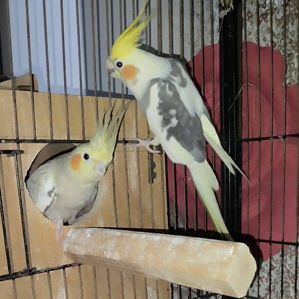 Budgies/Red  Rump/Cocktail breeder Pairs. 5