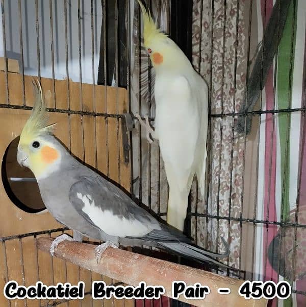 Budgies/Red  Rump/Cocktail breeder Pairs. 7