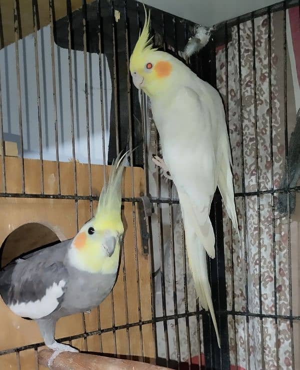 Budgies/Red  Rump/Cocktail breeder Pairs. 8