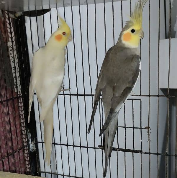 Budgies/Red  Rump/Cocktail breeder Pairs. 9