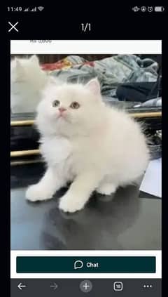 Persian cat full white vaccine clear my WhatsApp 0323=00=97=122