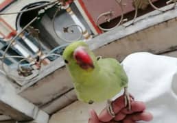 Parrot