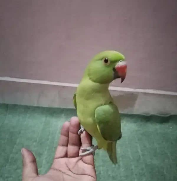 Parrot 1