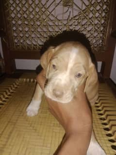 PURE RUSSIAN POINTER | POINTER PUPPY | DOG FOR SALE