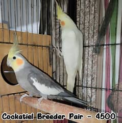 Budgies pair/ Rump / Cockatiel breeder pairs.