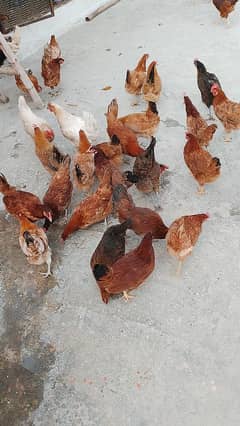 Desi Golden Misri Hen 85%Eggs production All hen available 03178519978