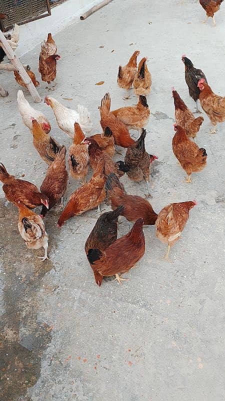 Desi Golden Misri Hen 85%Eggs production All hen available 03178519978 0