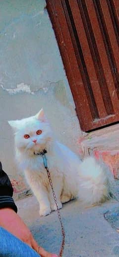 White Persian Doll face cat, beautiful Red eyes