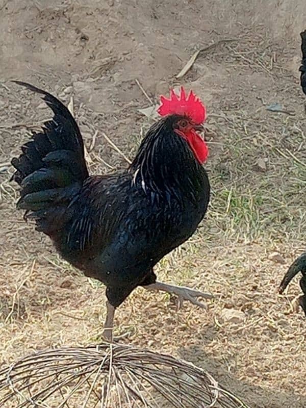 Australorp healthy male for sale 0