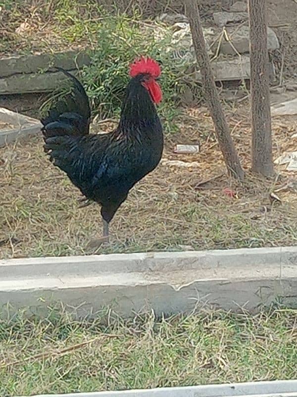 Australorp healthy male for sale 1