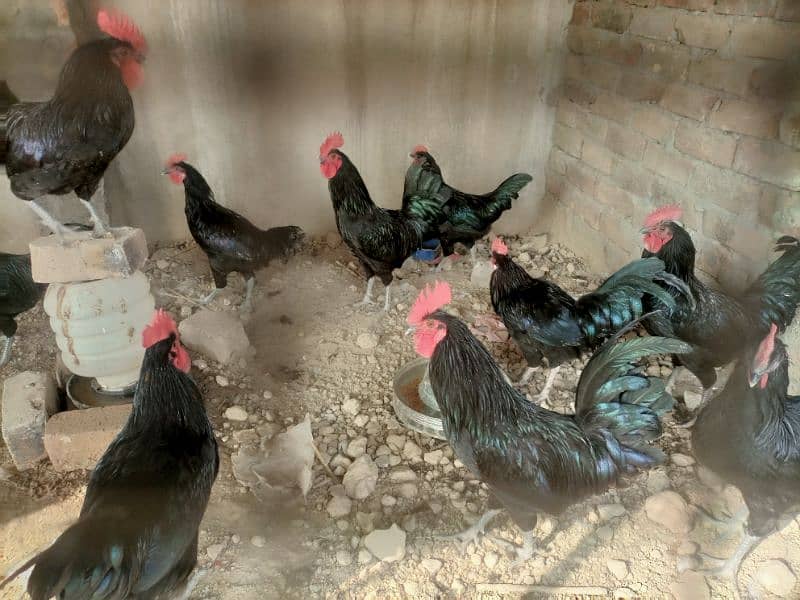 Australorp healthy male for sale 2